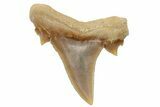 Mackerel Shark (Cretolamna) Tooth - Dakhla, Morocco #225290-1